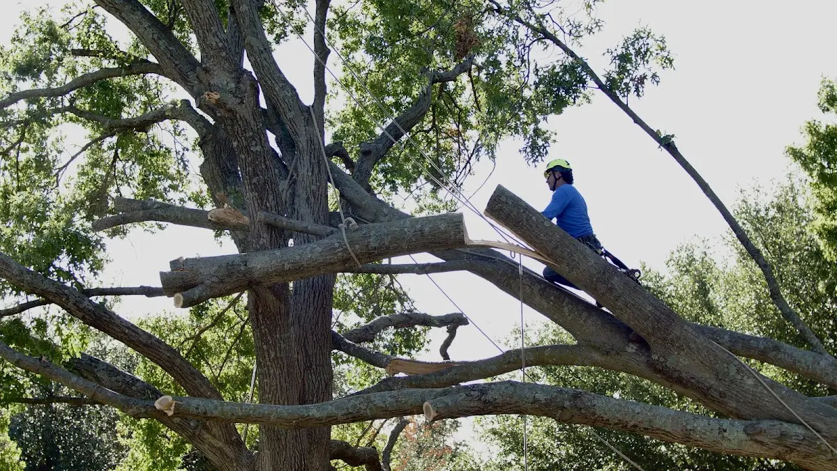 Professional Crown Thinning performed by certified arborists in Aguilar