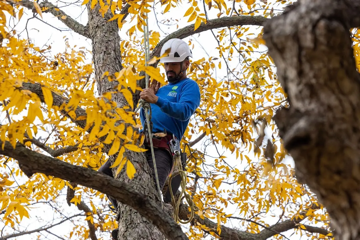 Skilled Tree Trimming crew working in Aguilar