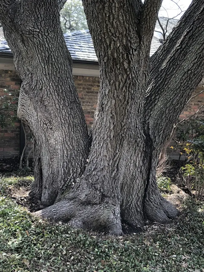 Mature heritage tree close to a Aguilar property cared for by certified arborists